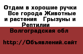 Отдам в хорошие ручки - Все города Животные и растения » Грызуны и Рептилии   . Волгоградская обл.